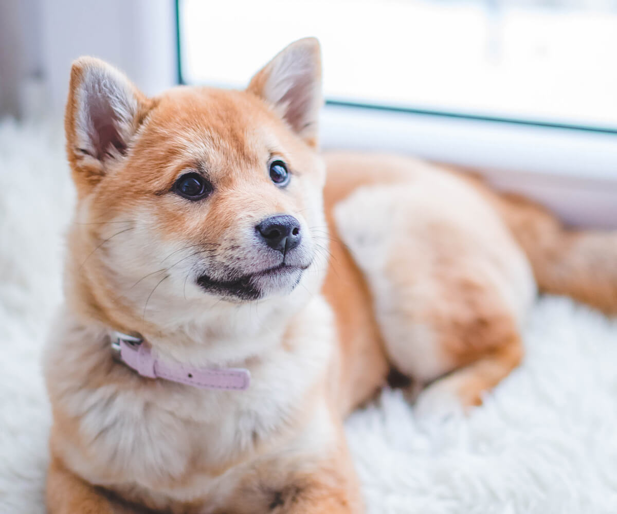Image of a pet